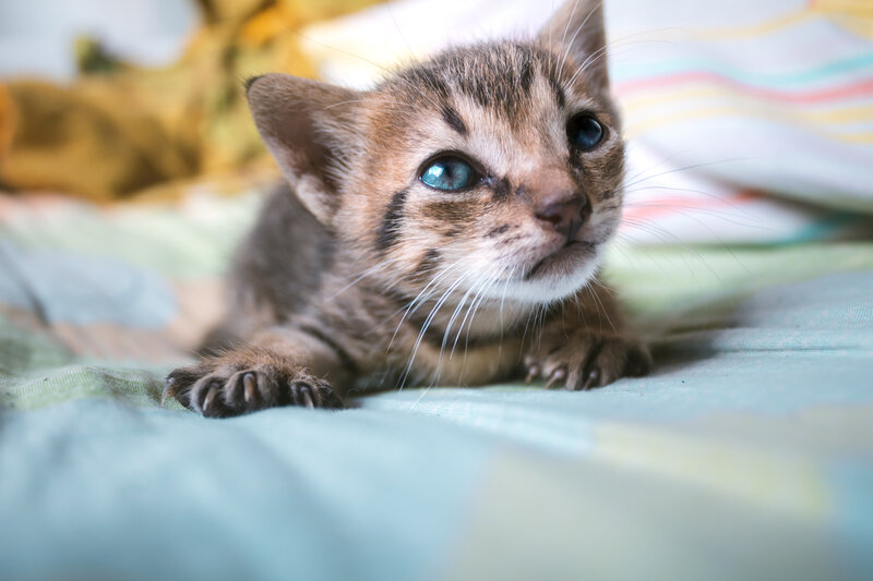 Brown Tabby Kitten — Calm, Photograph, Bed