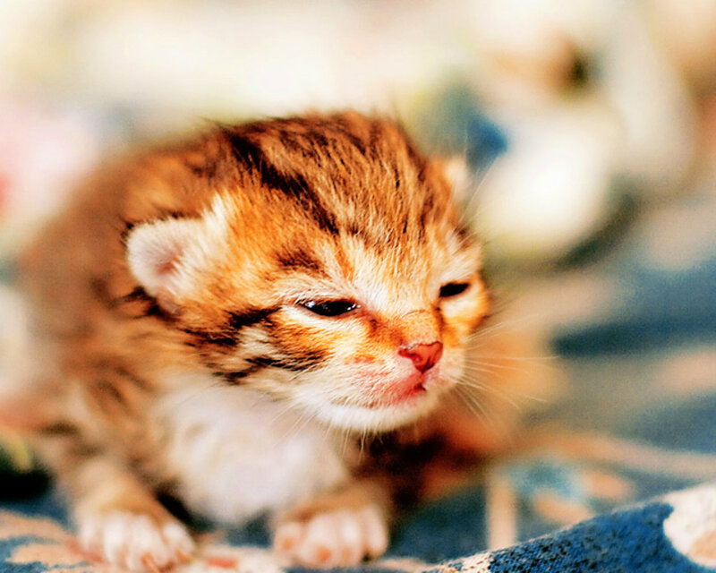 Brown Tabby Kitten — Calm, Photograph, Blanket