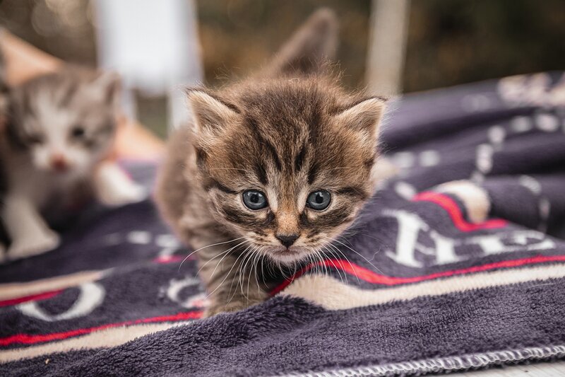 Brown Tabby Kitten — Calm, Photograph, Blanket, Whiskers