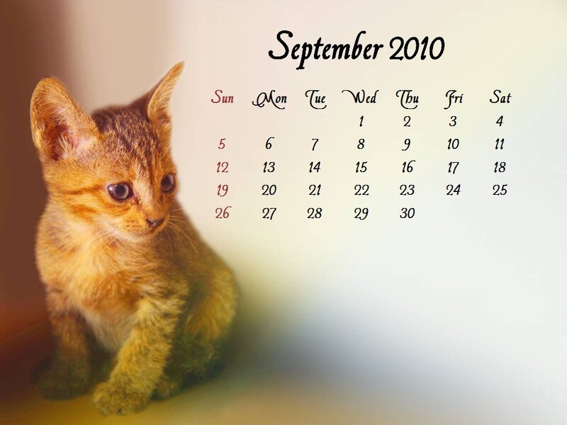 Brown Tabby Kitten — Calm, Photograph, Calendar