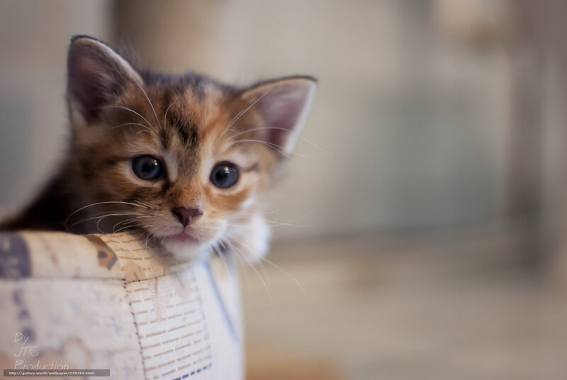 Brown Tabby Kitten — Calm, Photograph, Cat, Container