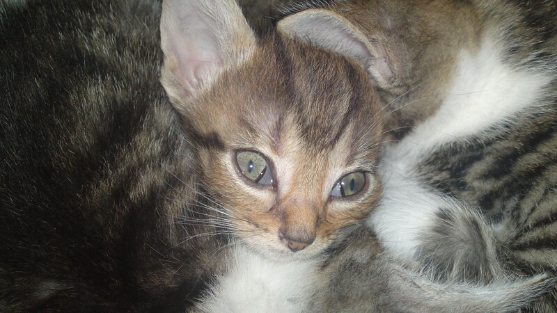 Brown Tabby Kitten — Calm, Photograph, Cat