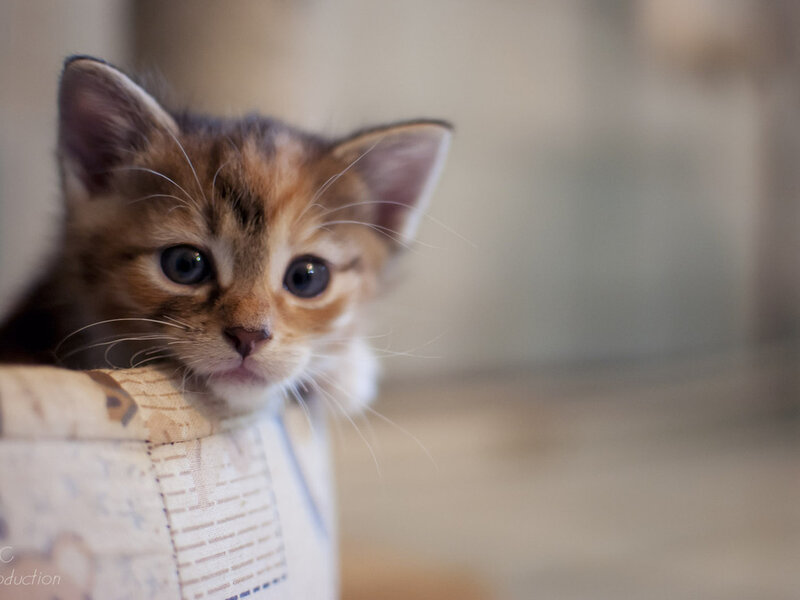 Brown Tabby Kitten — Calm, Photograph, Cat, Whiskers