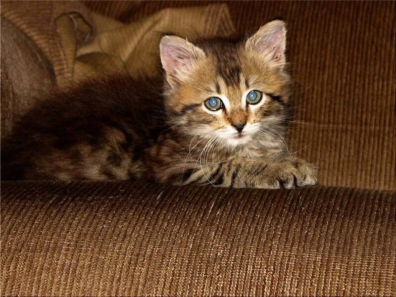 Brown Tabby Kitten — Calm, Photograph, Couch, Blanket