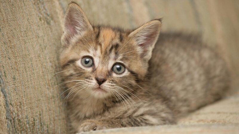 Brown Tabby Kitten — Calm, Photograph, Couch