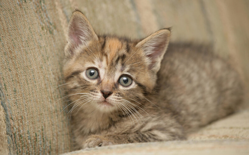 Brown Tabby Kitten — Calm, Photograph, Couch, Whiskers