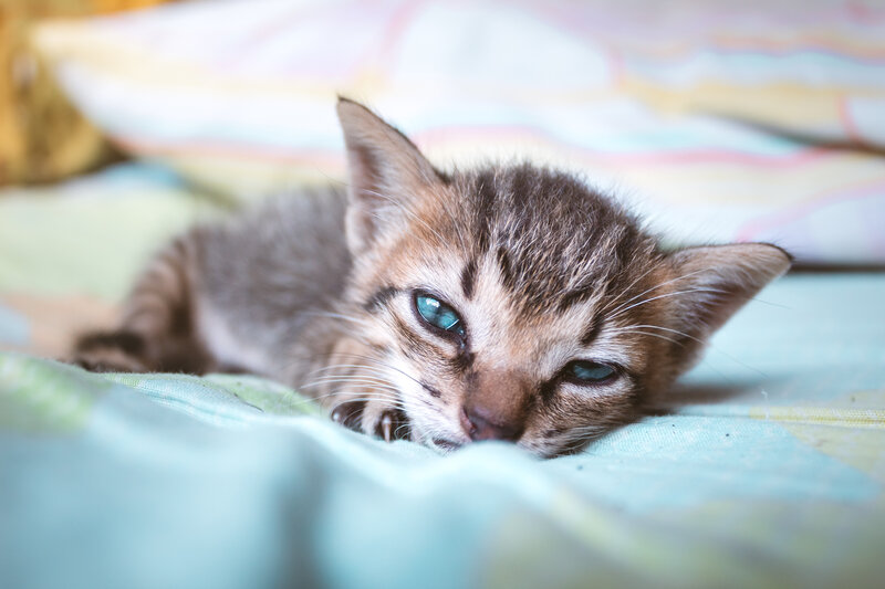Brown Tabby Kitten — Calm, Photograph, Pillow, Blanket