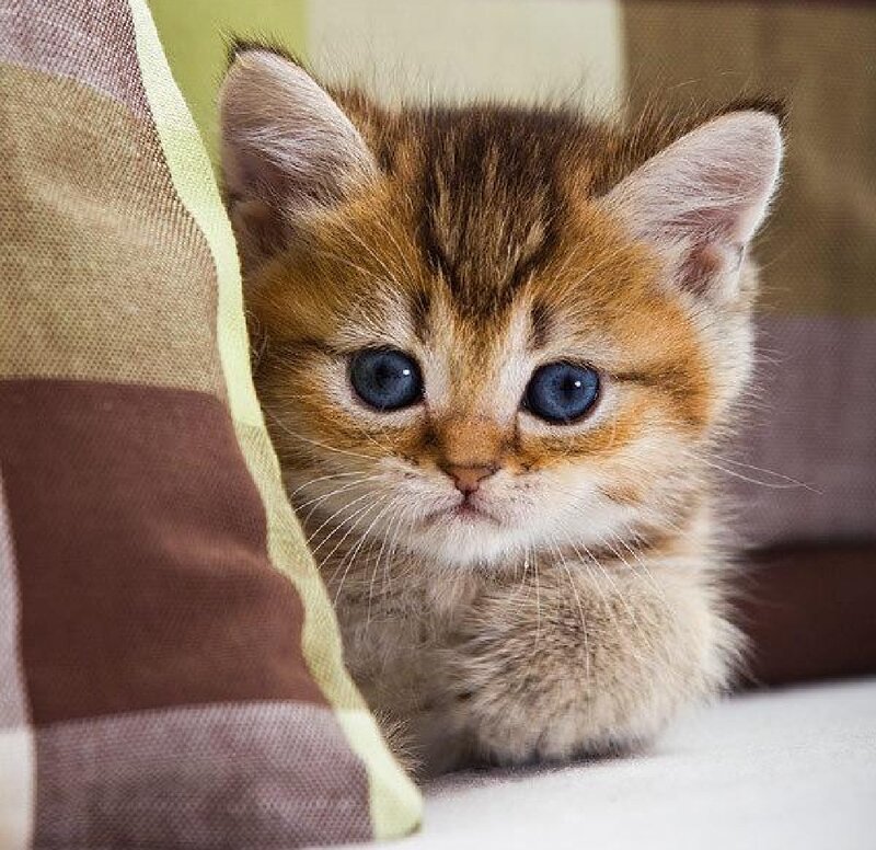 Brown Tabby Kitten — Calm, Photograph, Pillow