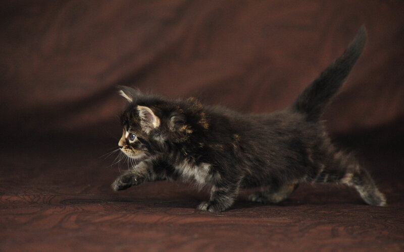 Brown Tabby Kitten — Calm, Photograph, Tail