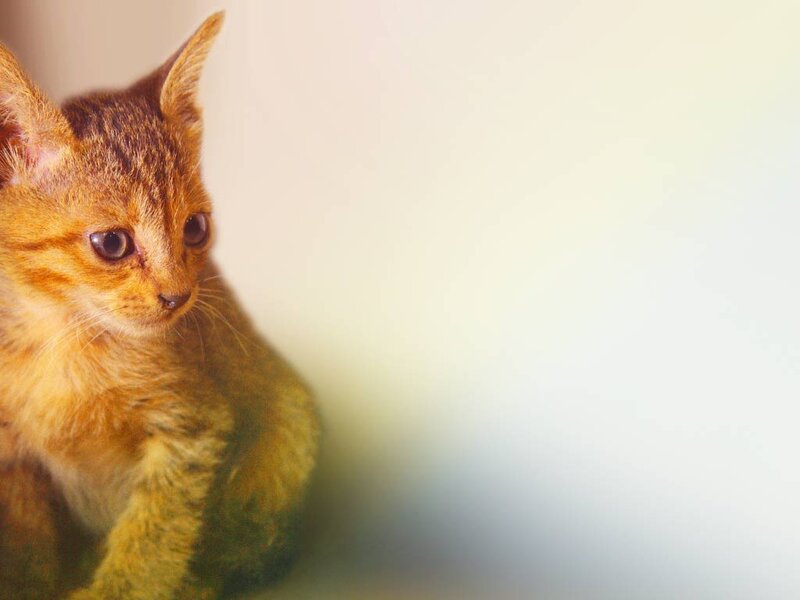 Brown Tabby Kitten — Calm, Photograph