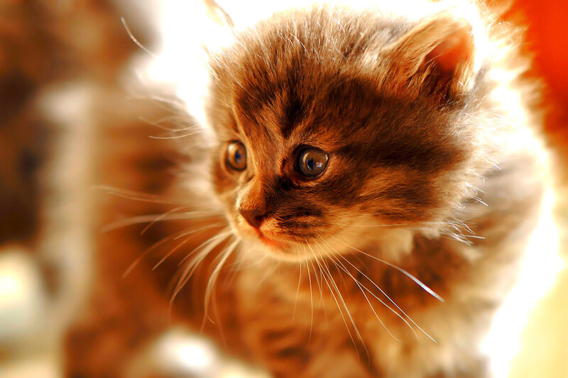 Brown Tabby Kitten — Calm, Photograph, Whiskers