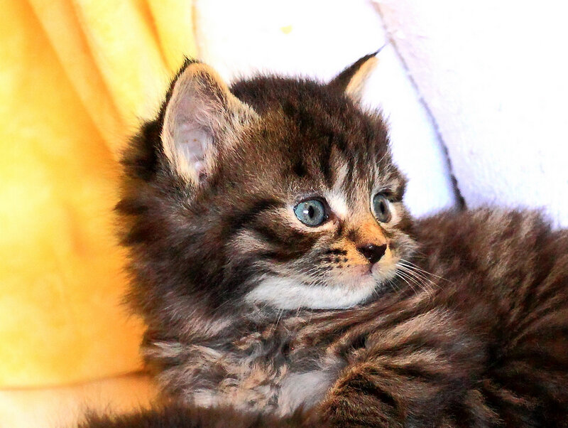 Brown Tabby Kitten — Calm, Photograph, Yellow Fabric