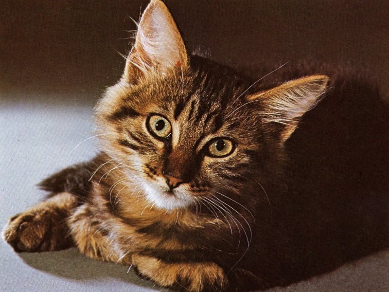 Brown Tabby Kitten — Calm