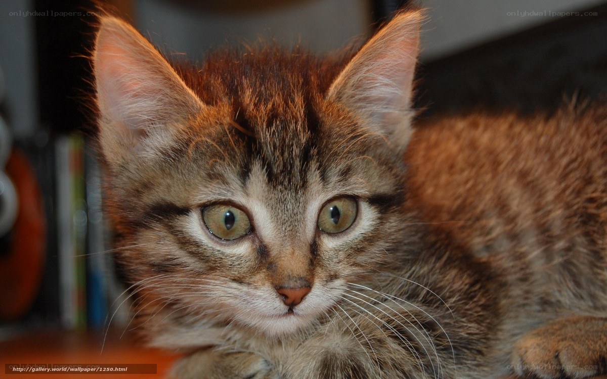 brown tabby kitten close-up