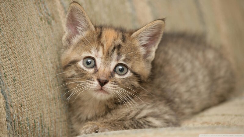 Brown Tabby Kitten — Couch
