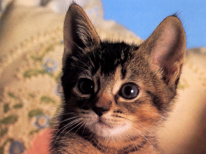 Brown Tabby Kitten — Curious, Daytime