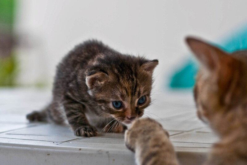 Brown Tabby Kitten — Curious, Photograph, Cat, Floor
