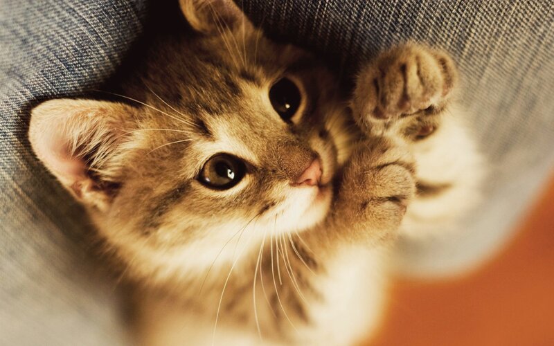 Brown Tabby Kitten — Curious, Photograph, Cat, Jeans