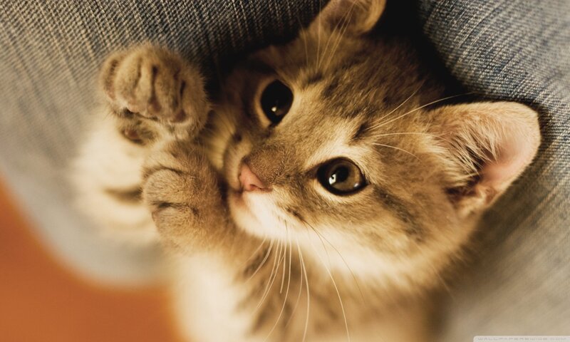 Brown Tabby Kitten — Curious, Photograph, Cat