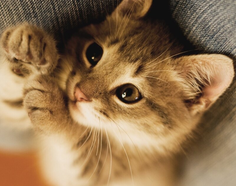 Brown Tabby Kitten — Curious, Photograph