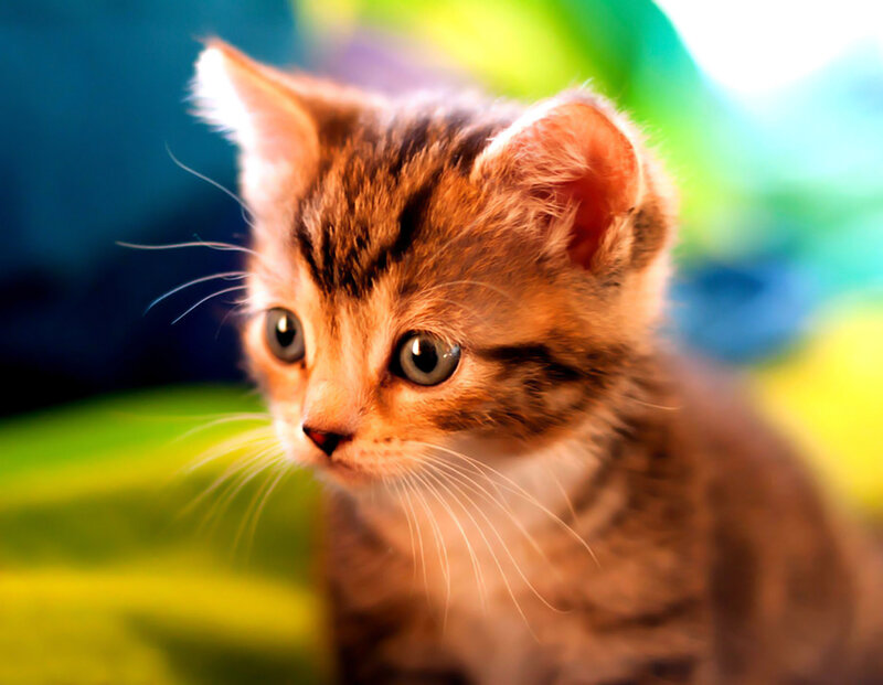 Brown Tabby Kitten — Curious, Photograph, Whiskers