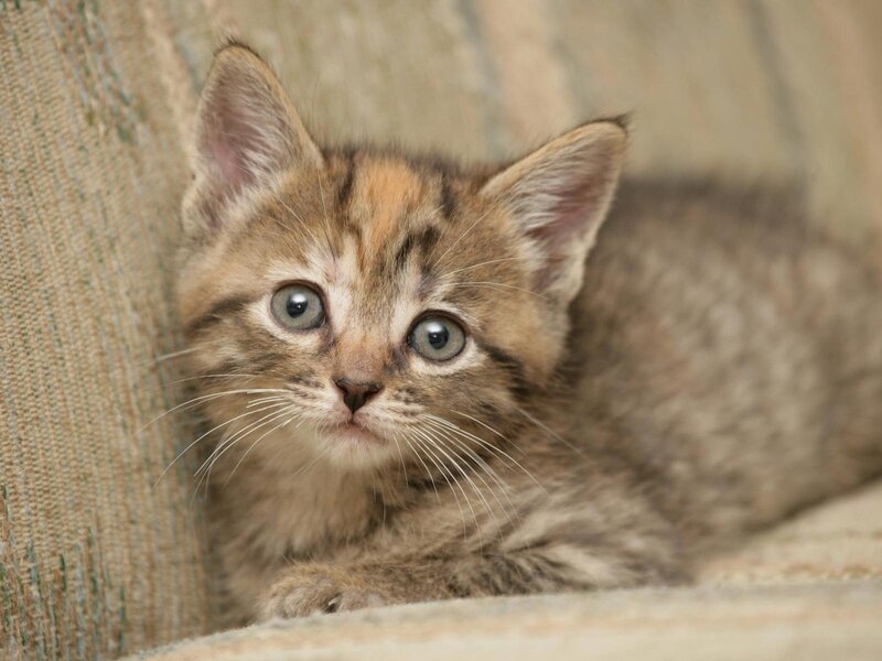 Brown Tabby Kitten — Curious