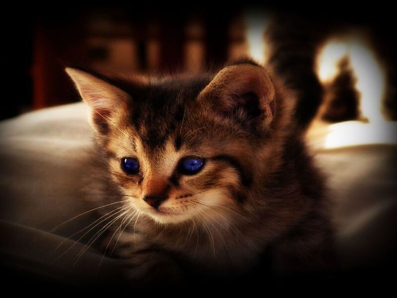 Brown Tabby Kitten — Dramatic, Night