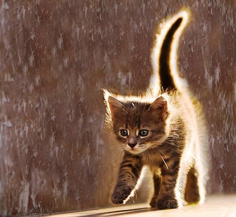 Brown Tabby Kitten — Dramatic