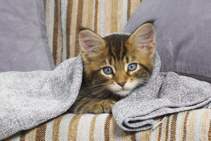 Brown Tabby Kitten — Gray, Calm, Photograph