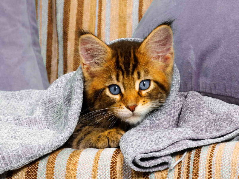 Brown Tabby Kitten — Gray, Calm