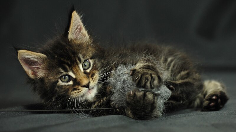 Brown Tabby Kitten — Gray