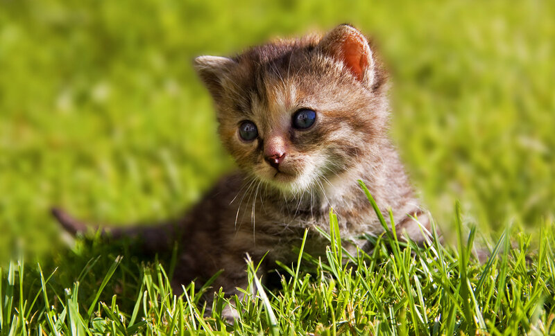 Brown Tabby Kitten — Green