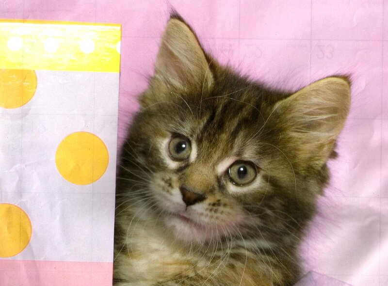 Brown Tabby Kitten — Innocent, Photograph
