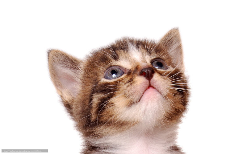 Brown Tabby Kitten — Innocent, Photograph, White Background