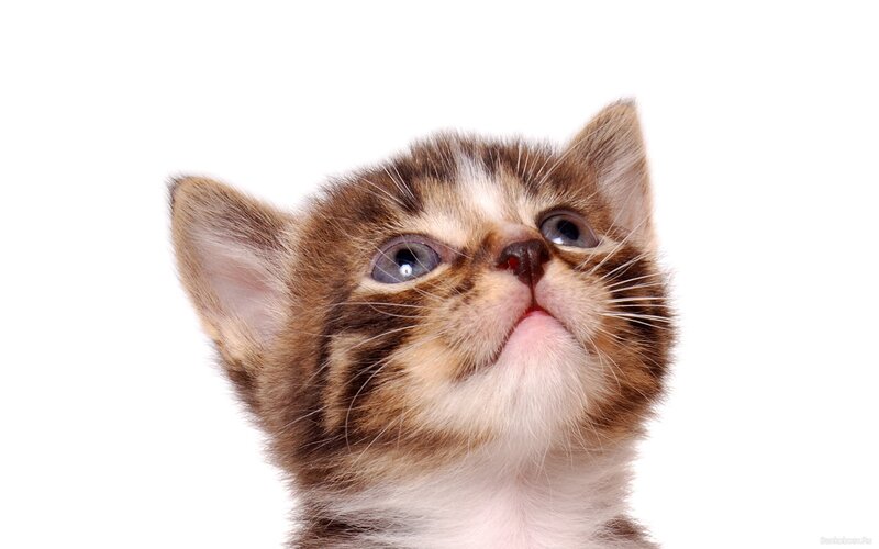 Brown Tabby Kitten — Innocent