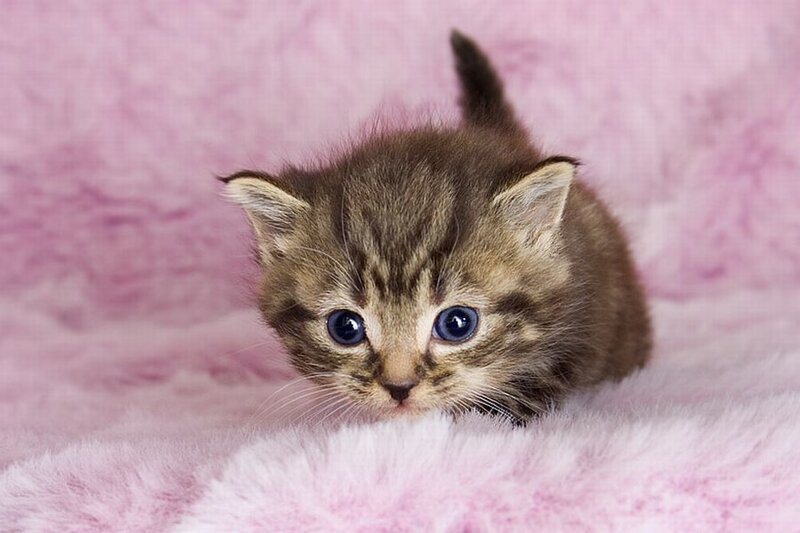 Brown Tabby Kitten — Pink, Calm