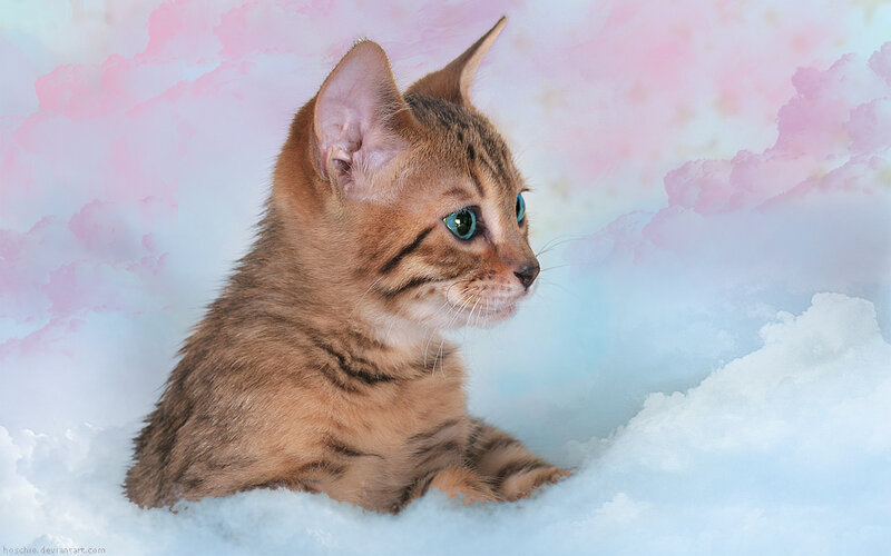 Brown Tabby Kitten — Pink, Dreamy
