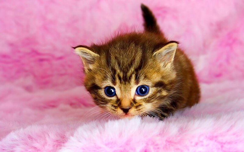 Brown Tabby Kitten — Pink, Innocent, Photograph