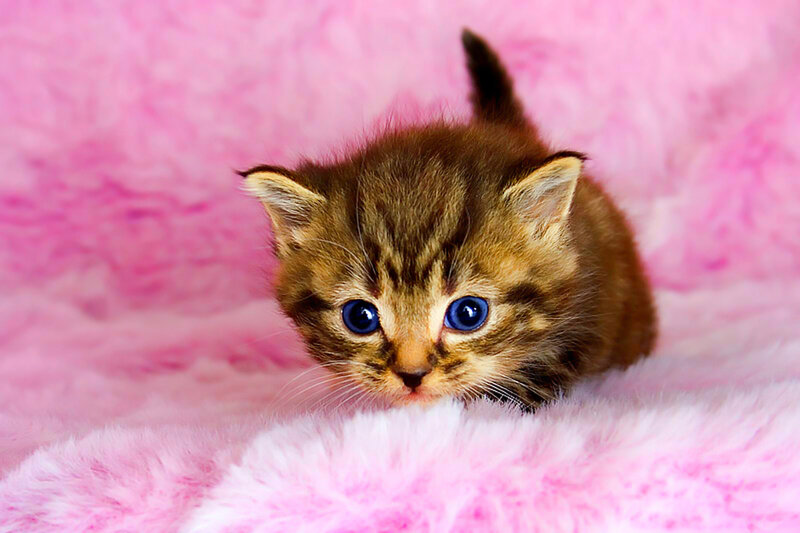 Brown Tabby Kitten — Pink, Innocent
