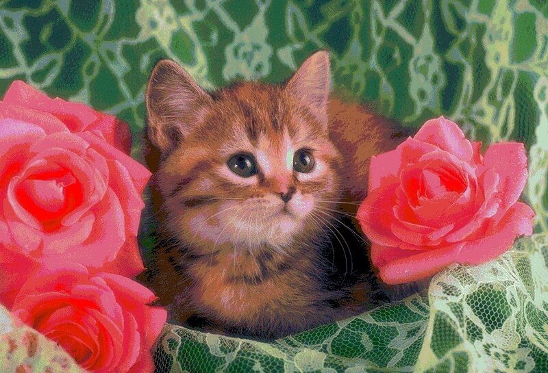 Brown Tabby Kitten — Pink