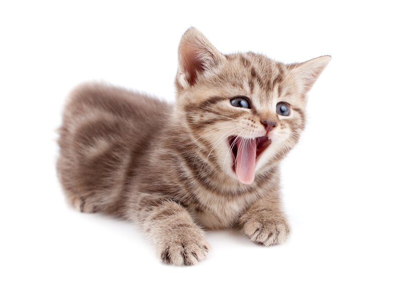 Brown Tabby Kitten — Playful, Photograph