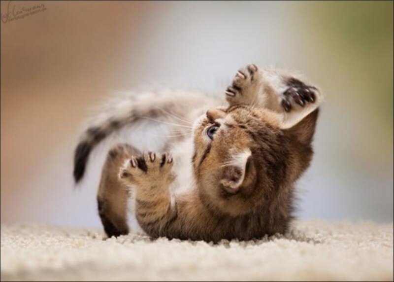 Brown Tabby Kitten — Playful