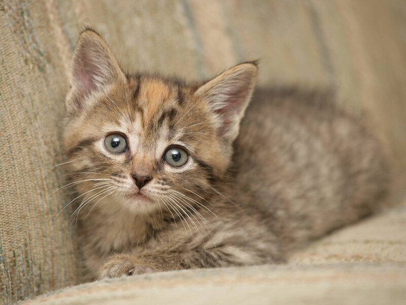 Brown Tabby Kitten — Whiskers