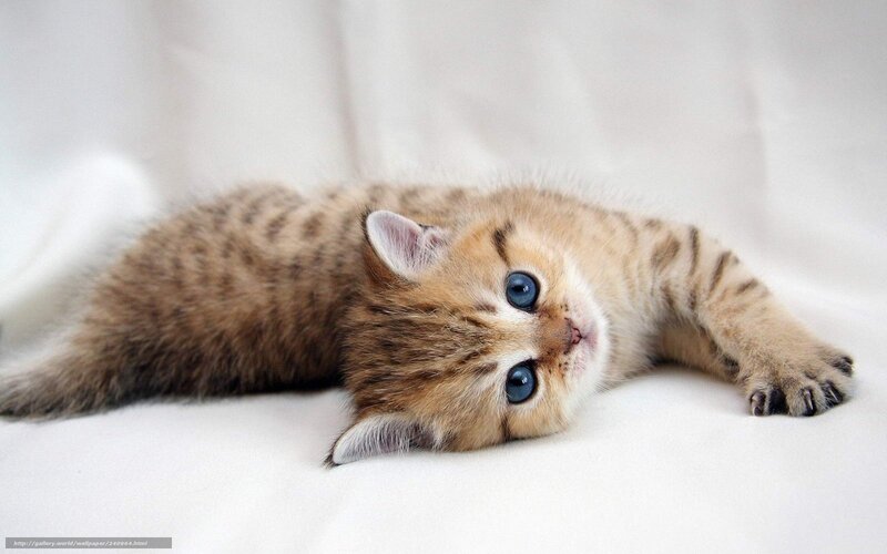 Brown Tabby Kitten — White