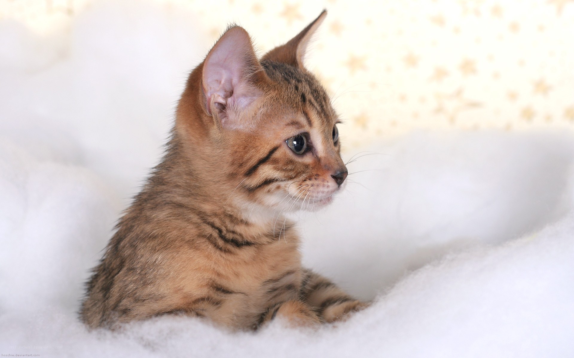 brown tabby kitten