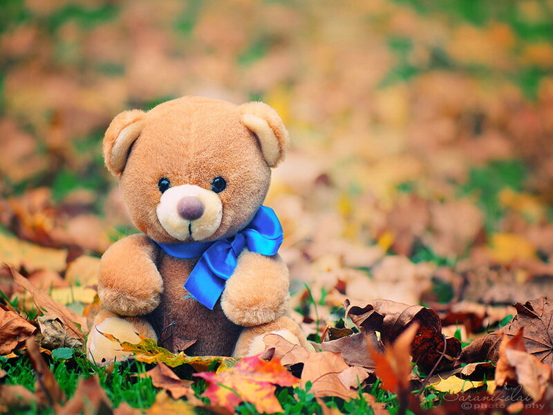 Brown Teddy Bear — Calm, Autumn
