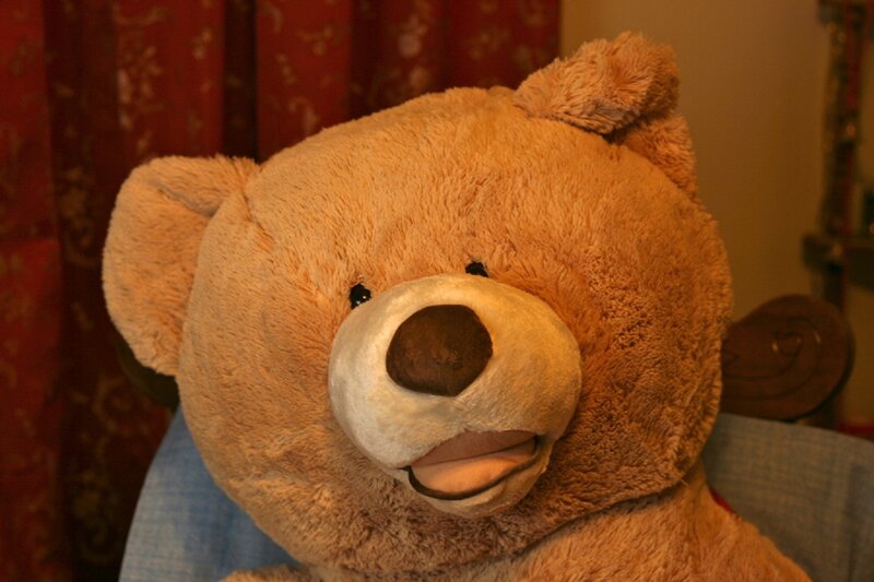 Brown Teddy Bear — Calm, Photograph, Curtain