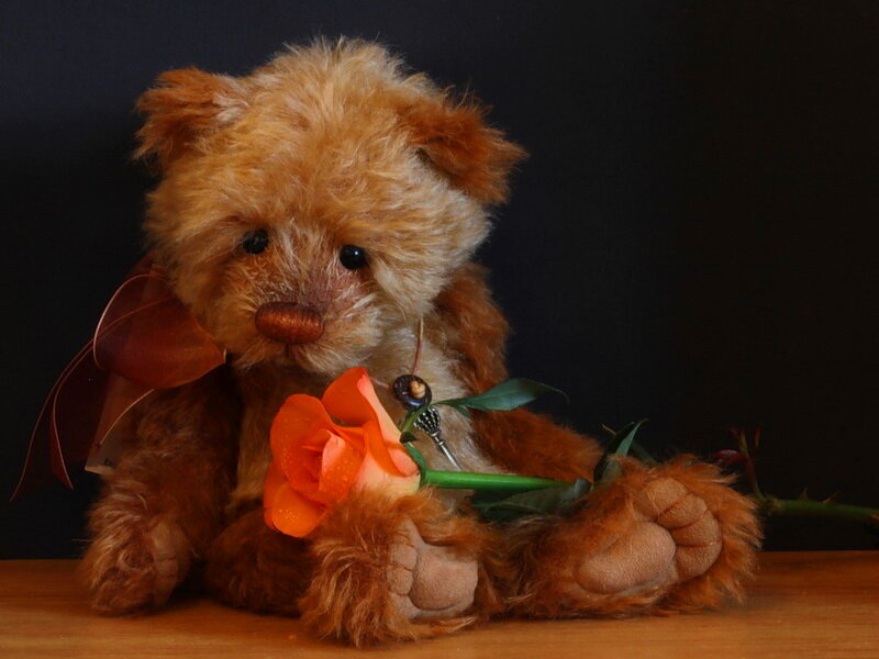 Brown Teddy Bear — Calm, Photograph, Rose