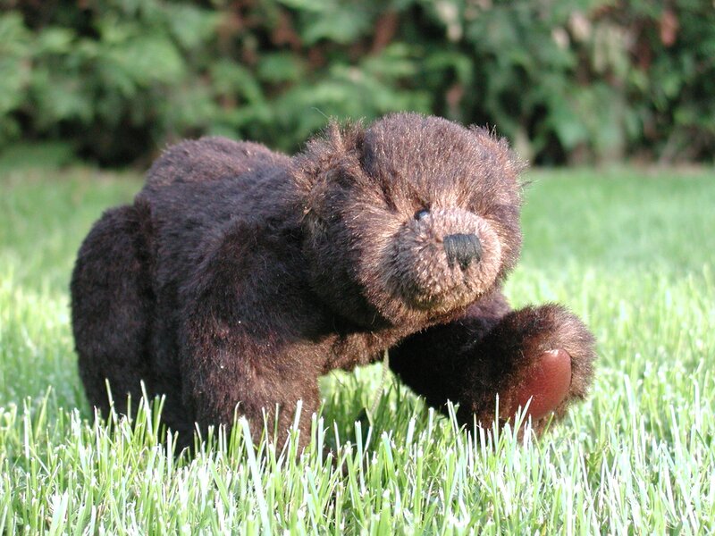 brown teddy bear in grass
