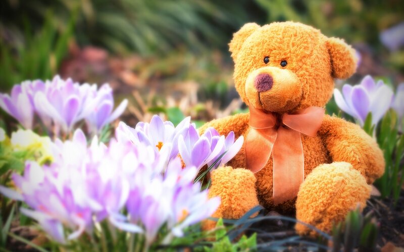 Brown Teddy Bear — Serene, Spring, Photograph, Flowers